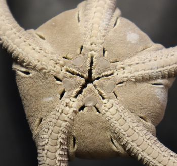 Media type: image; Invertebrate Zoology OPH-229